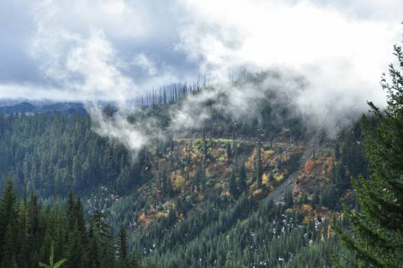 A nova floresta e as antigas árvores ao redor do Mt. St. Helens, no estado de Washington, oeste dos Estados Unidos